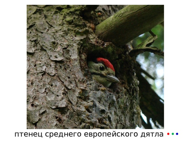 птенец среднего европейского дятла • • • 