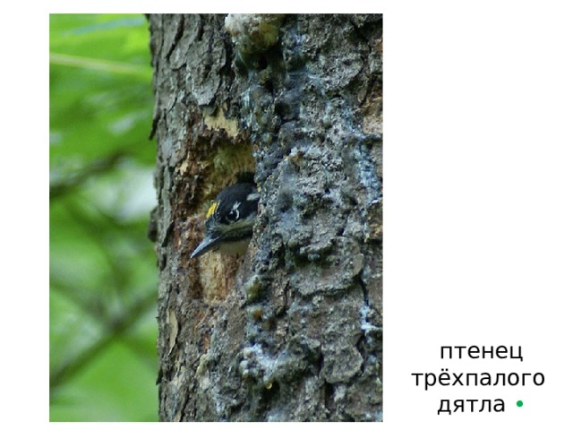 птенец  трёхпалого  дятла  • 