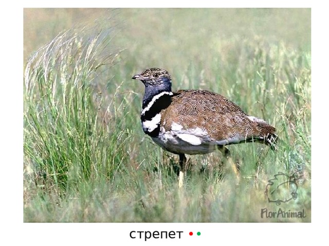 стрепет • • 
