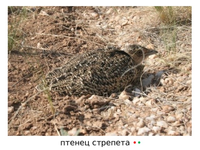 птенец  стрепета • • 