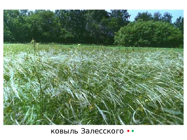 ковыль Залесского • • 