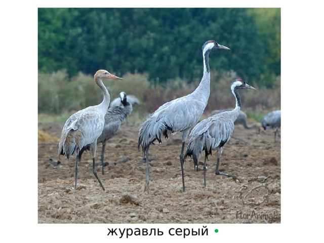 журавль серый  • 