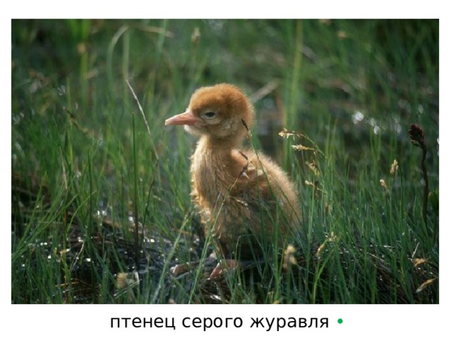 птенец серого журавля  • 