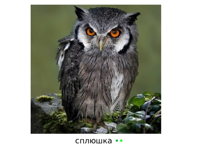 сплюшка  • • 