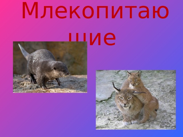 Млекопитающие 