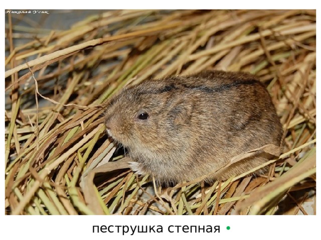 пеструшка степная  • 