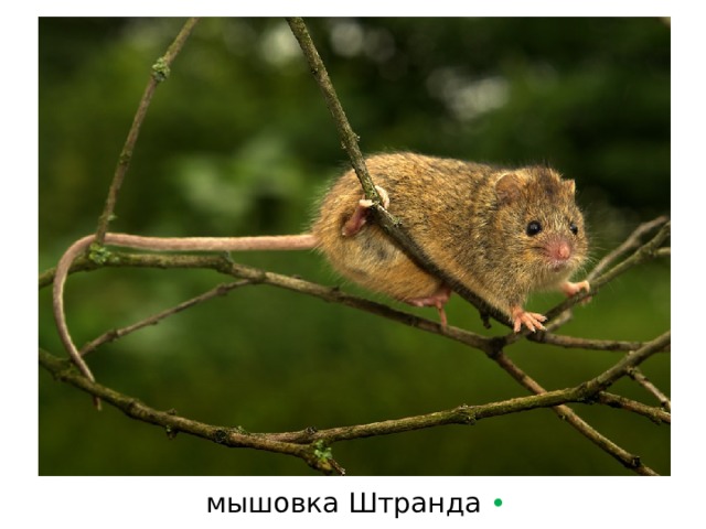мышовка Штранда • 