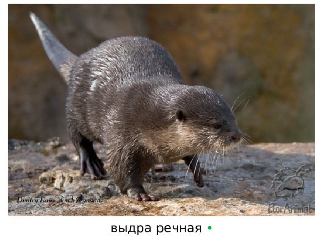 выдра речная • 