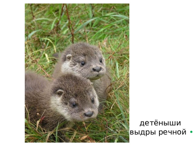 детёныши  выдры речной • 