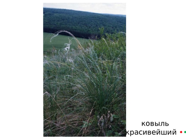 ковыль  красивейший • • 