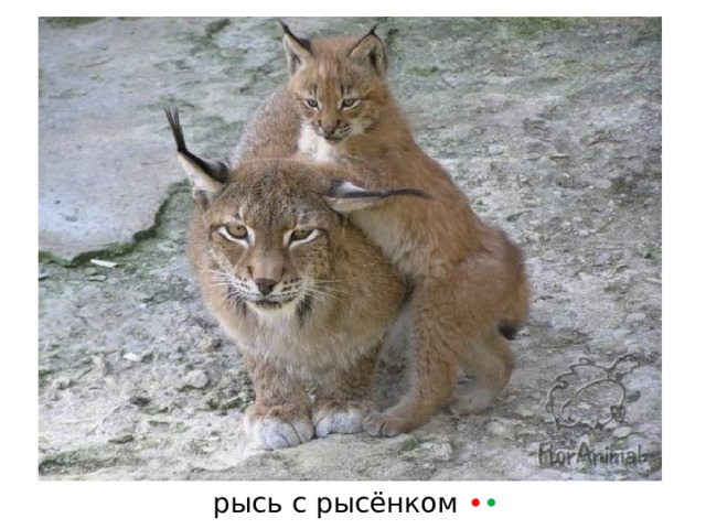 рысь с рысёнком  • • 