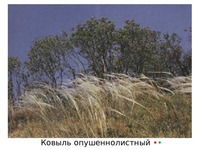 Ковыль опушеннолистный • • 