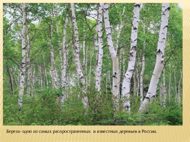 Береза- одно из самых распространенных и известных деревьев в России. 