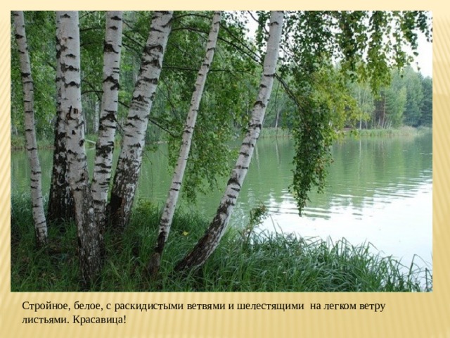 Стройное, белое, с раскидистыми ветвями и шелестящими на легком ветру листьями. Красавица! 