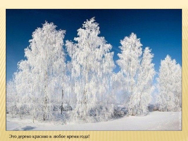 Это дерево красиво в любое время года! 