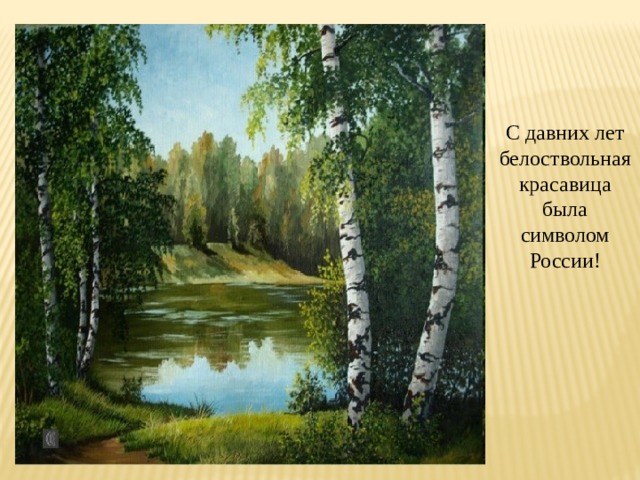 С давних лет белоствольная красавица была символом России! 