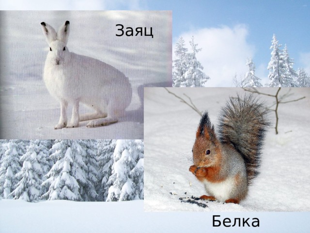 Заяц Белка 