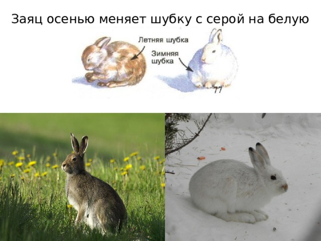 Заяц осенью меняет шубку с серой на белую 