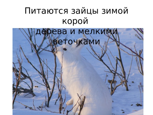 Питаются зайцы зимой корой дерева и мелкими веточками 