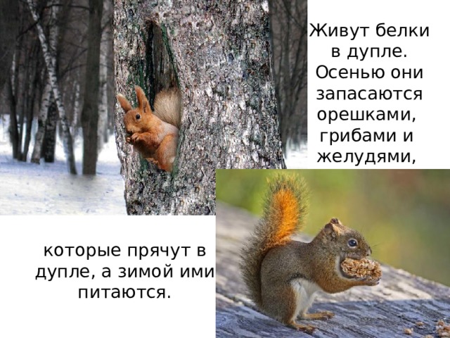 Живут белки в дупле. Осенью они запасаются орешками, грибами и желудями, которые прячут в дупле, а зимой ими питаются. 