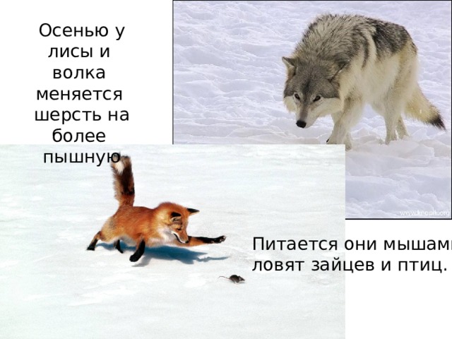 . Осенью у лисы и волка меняется шерсть на более пышную Питается они мышами, ловят зайцев и птиц. 