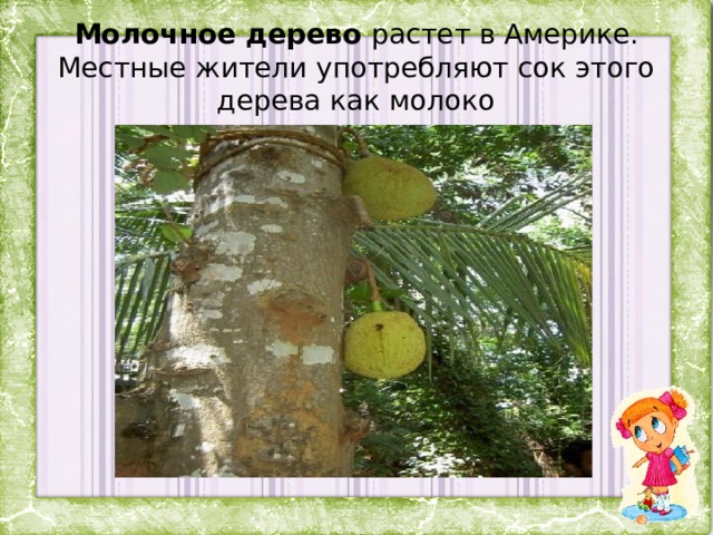 Молочное дерево растет в Америке. Местные жители употребляют сок этого дерева как молоко 