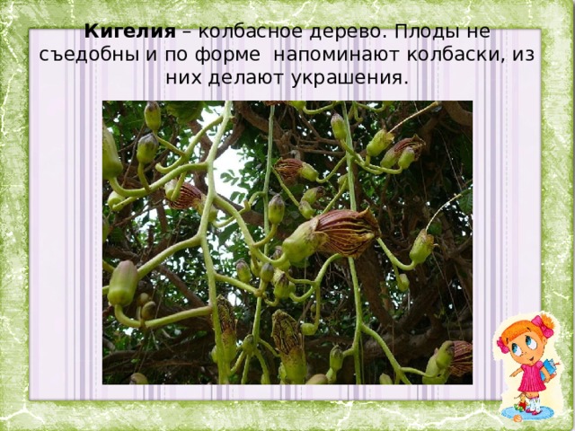 Кигелия – колбасное дерево. Плоды не съедобны и по форме напоминают колбаски, из них делают украшения. 