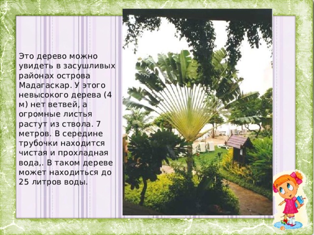 Это дерево можно увидеть в засушливых районах острова Мадагаскар. У этого невысокого дерева (4 м) нет ветвей, а огромные листья растут из ствола. 7 метров. В середине трубочки находится чистая и прохладная вода,. В таком дереве может находиться до 25 литров воды.     