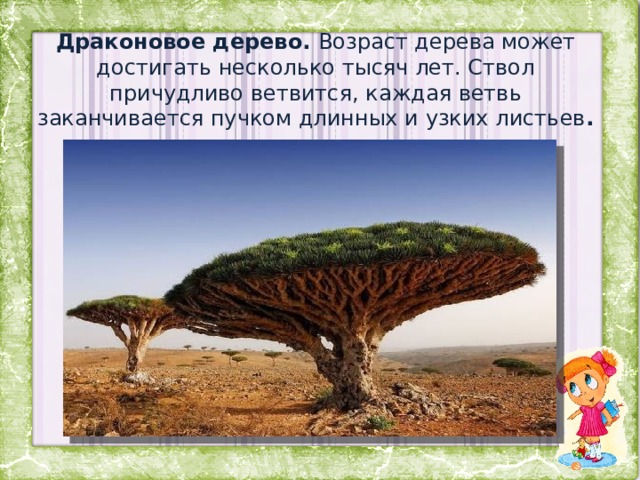 Драконовое дерево. Возраст дерева может достигать несколько тысяч лет. Ствол причудливо ветвится, каждая ветвь заканчивается пучком длинных и узких листьев . 