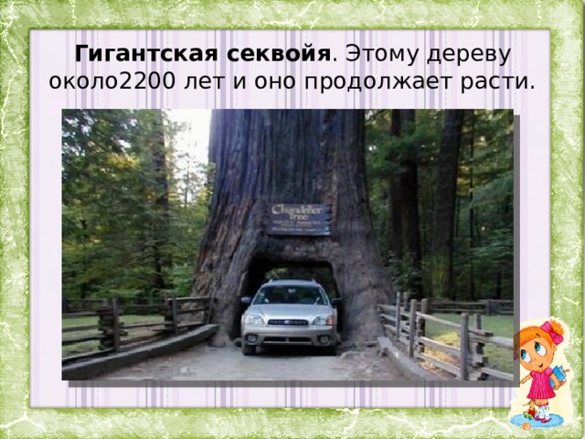Гигантская секвойя . Этому дереву около2200 лет и оно продолжает расти. 