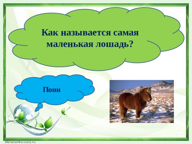 Как называется самая маленькая лошадь? Пони 