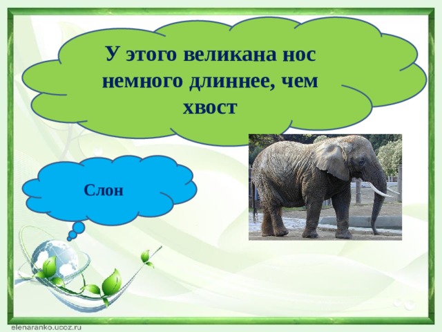 У этого великана нос немного длиннее, чем хвост Слон 
