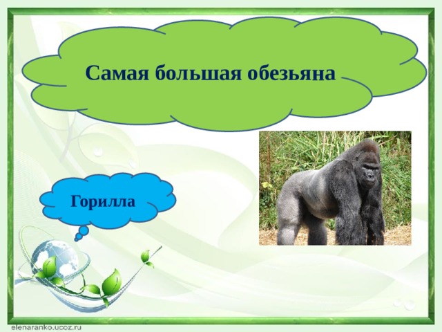 Самая большая обезьяна Горилла 