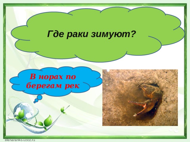 Где раки зимуют? В норах по берегам рек 