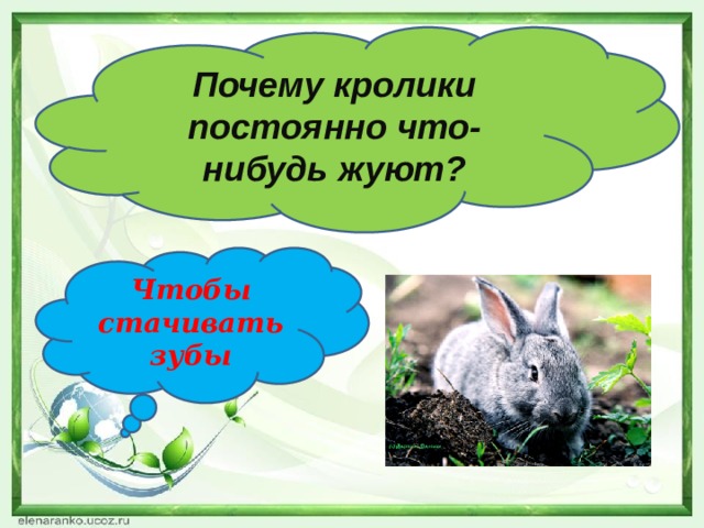 Почему кролики постоянно что-нибудь жуют? Чтобы стачивать зубы 