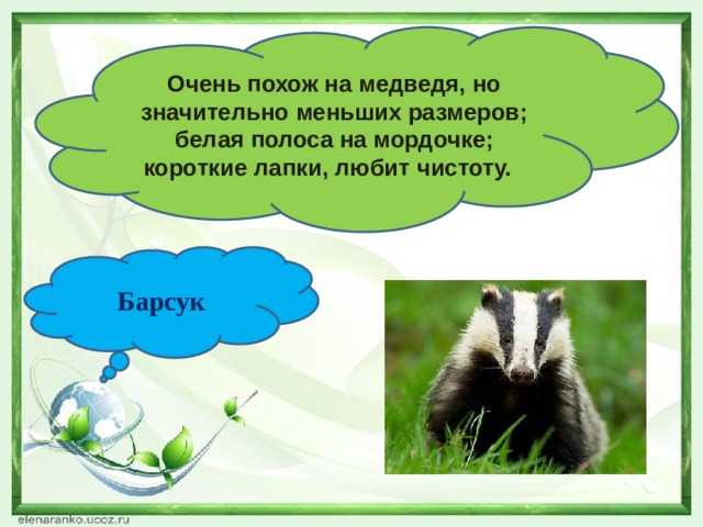 Очень похож на медведя, но значительно меньших размеров; белая полоса на мордочке; короткие лапки, любит чистоту. Барсук 