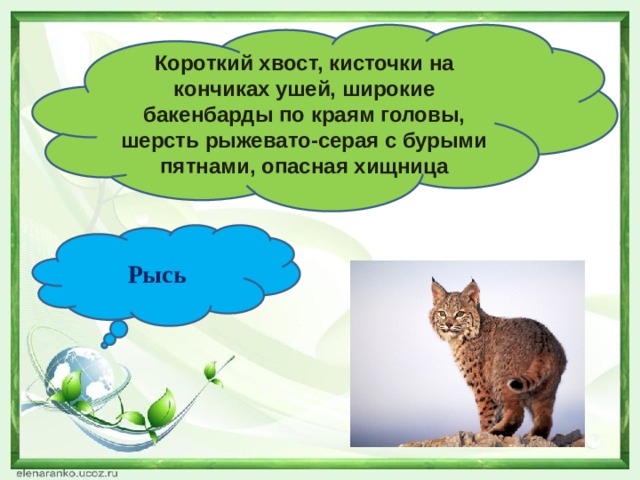 Короткий хвост, кисточки на кончиках ушей, широкие бакенбарды по краям головы, шерсть рыжевато-серая с бурыми пятнами, опасная хищница Рысь 
