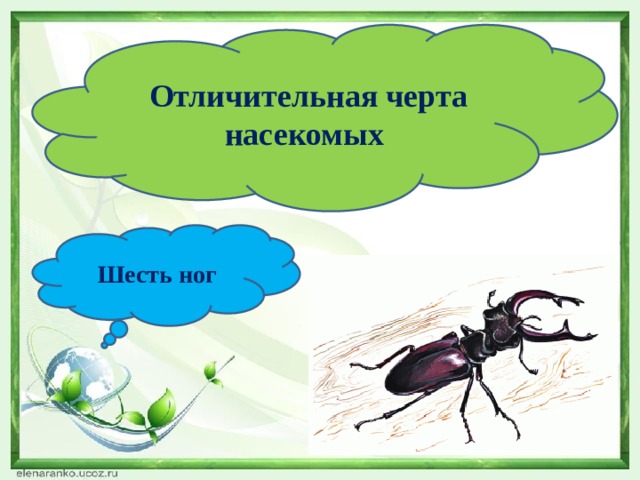  Отличительная черта насекомых Шесть ног 