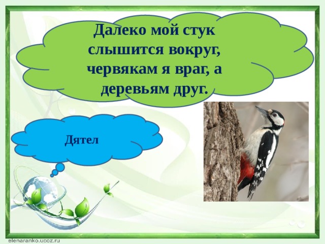 Далеко мой стук слышится вокруг, червякам я враг, а деревьям друг. Дятел 