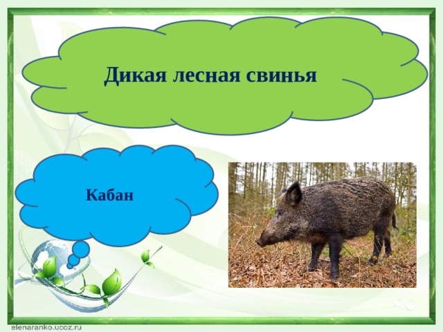 Дикая лесная свинья Кабан 