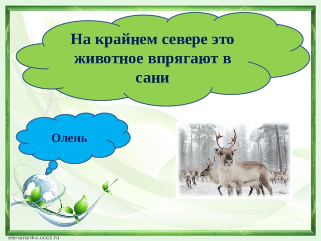 На крайнем севере это животное впрягают в сани Олень 