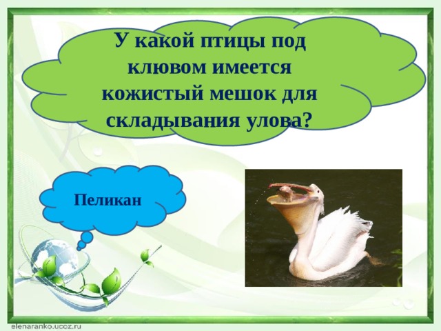 У какой птицы под клювом имеется кожистый мешок для складывания улова? Пеликан 