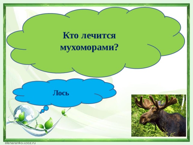 Кто лечится мухоморами? Лось 