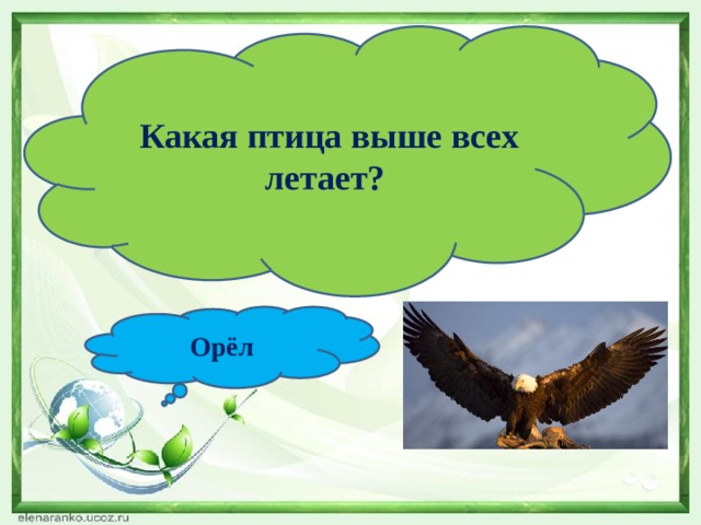  Какая птица выше всех летает? Орёл 