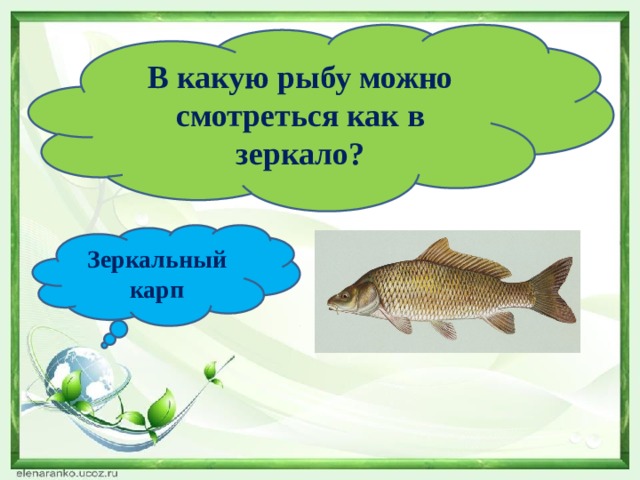 В какую рыбу можно смотреться как в зеркало? Зеркальный карп 