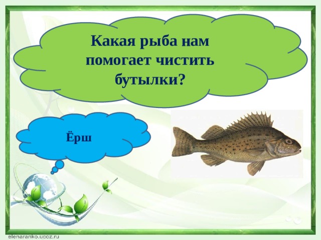 Какая рыба нам помогает чистить бутылки? Ёрш 