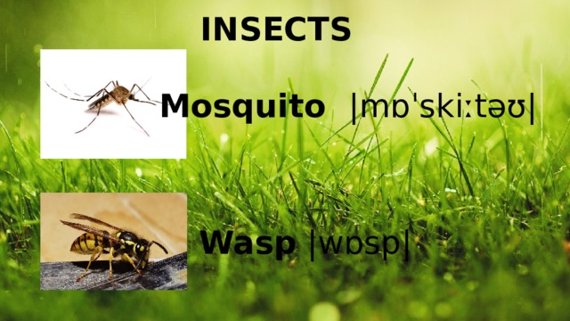 INSECTS Mosquito |mɒˈskiːtəʊ| Wasp |wɒsp| 