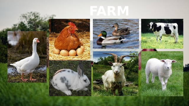 FARM ANIMALS 