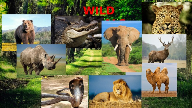 WILD ANIMALS 