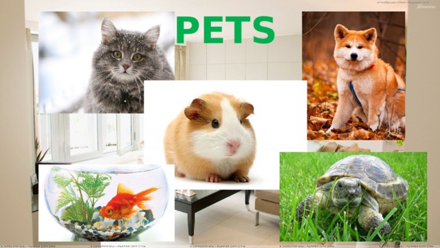 PETS 